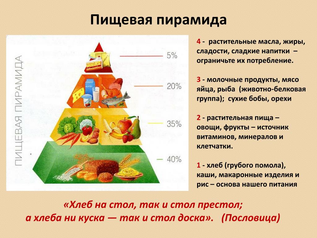 Укажите уровни пищевой пирамиды начиная с продуктов