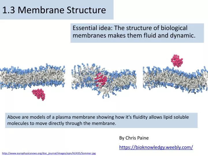 1 3 membrane structure n.