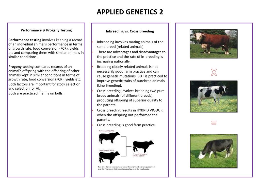 PPT - APPLIED GENETICS 2 PowerPoint Presentation, free download - ID:5735482