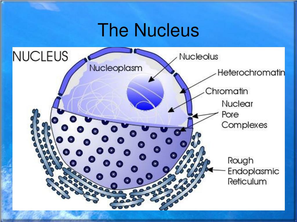PPT - Organization of the Cell PowerPoint Presentation; free download