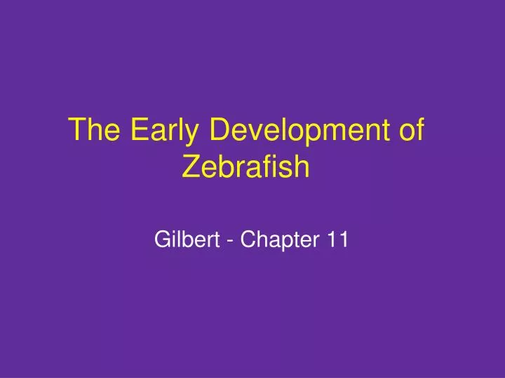 the early development of zebrafish n.