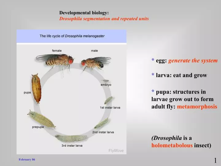 PPT - Developmental biology: Drosophila segmentation and repeated units ...