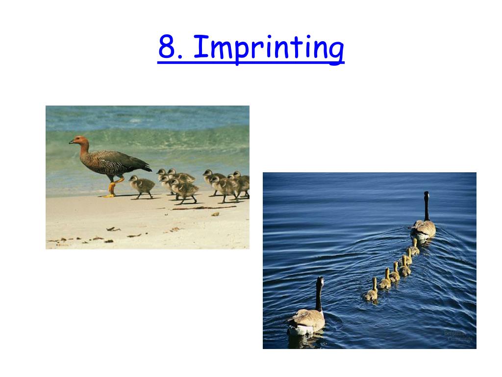 PPT - 8. Imprinting PowerPoint Presentation, free download - ID:5736698