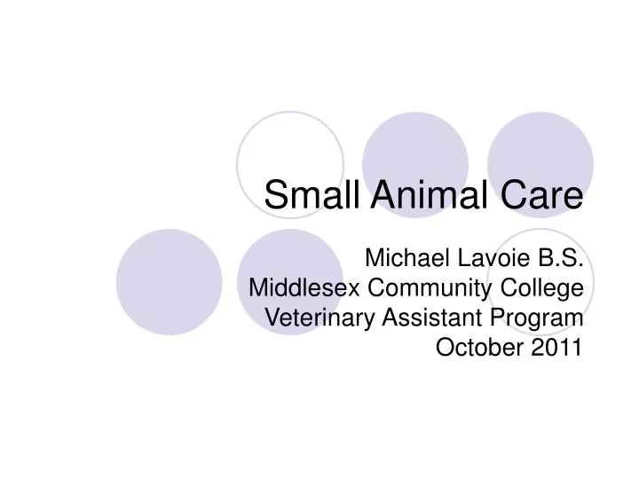 small animal care n.