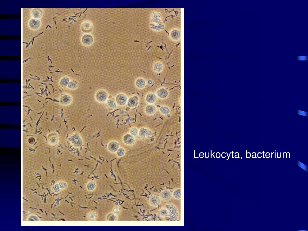leukocyta
