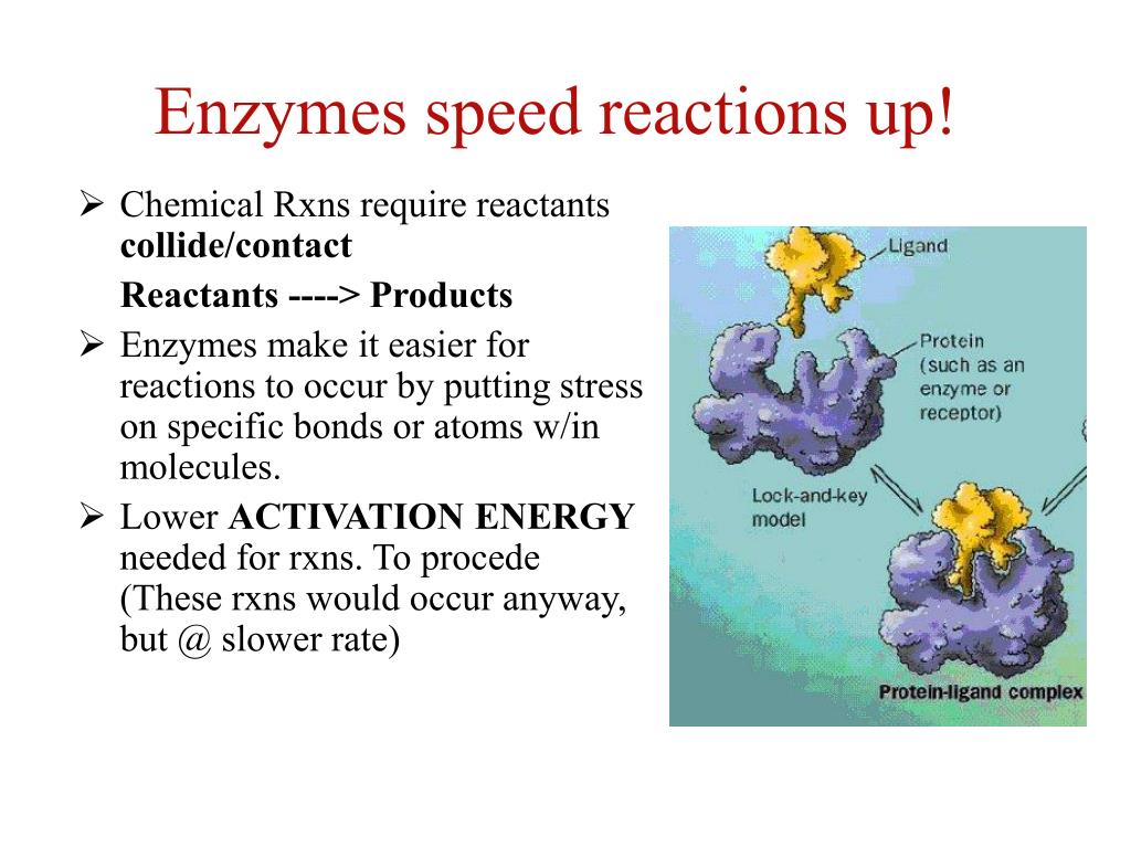 PPT Enzymes Biological Catalysts PowerPoint Presentation, free