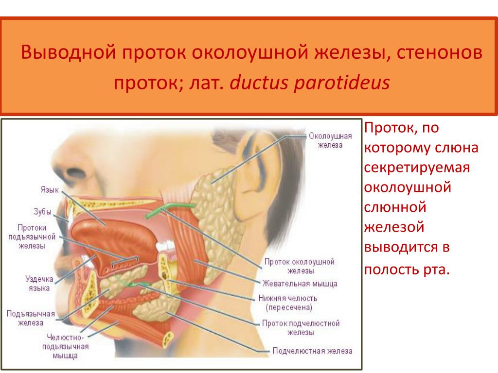 Околоушная железа является железой. Выводные протоки околоушной железы. Проток околоушной железы прободает. Проток околоушной слюнной железы. Выводной проток щечной железы.