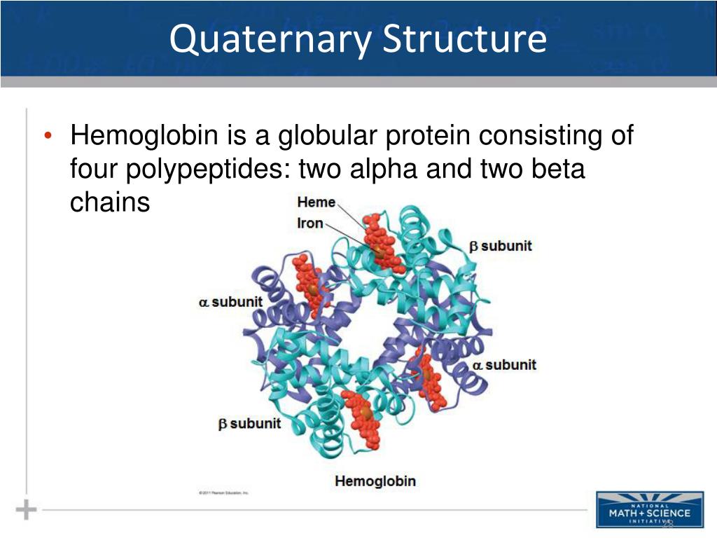 PPT The Structure And Function Of Macromolecules Part II Proteins PPT The Structure And Function Of Macromolecules Part II Proteins