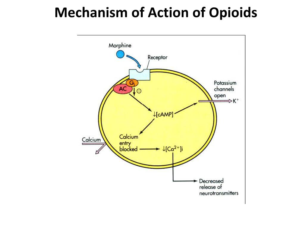 Mechanism of action. Morphine mechanism. Opioids mechanism. Opioids Action mechanisms.