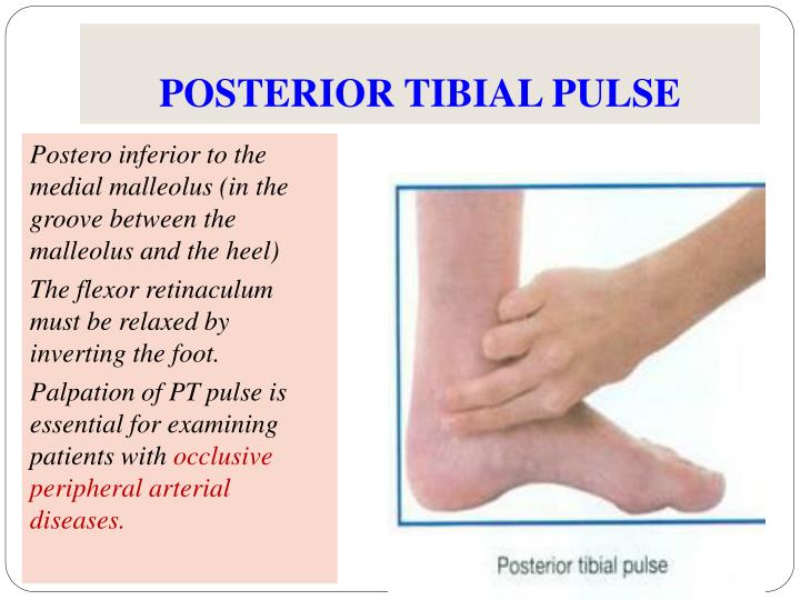 posterior tibial pulse posterior tibial pulse