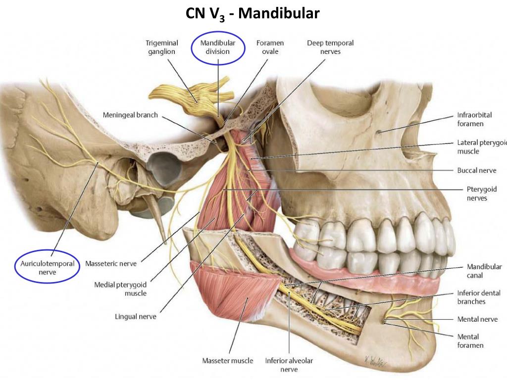 Mandibular nerve - Gross Anatomy 