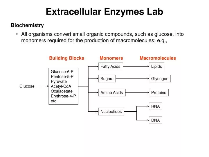 Ppt Extracellular Enzymes Lab Powerpoint Presentation Free Download Id 5740563