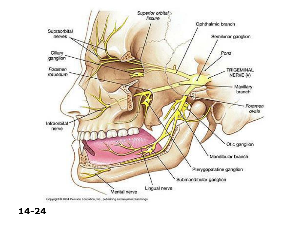 Нервы крылонебного узла. Otic ganglion анатомия. Ушной нерв анатомия. Крылонёбный нерв. Ганглионит поднижнечелюстного и подъязычного узлов.