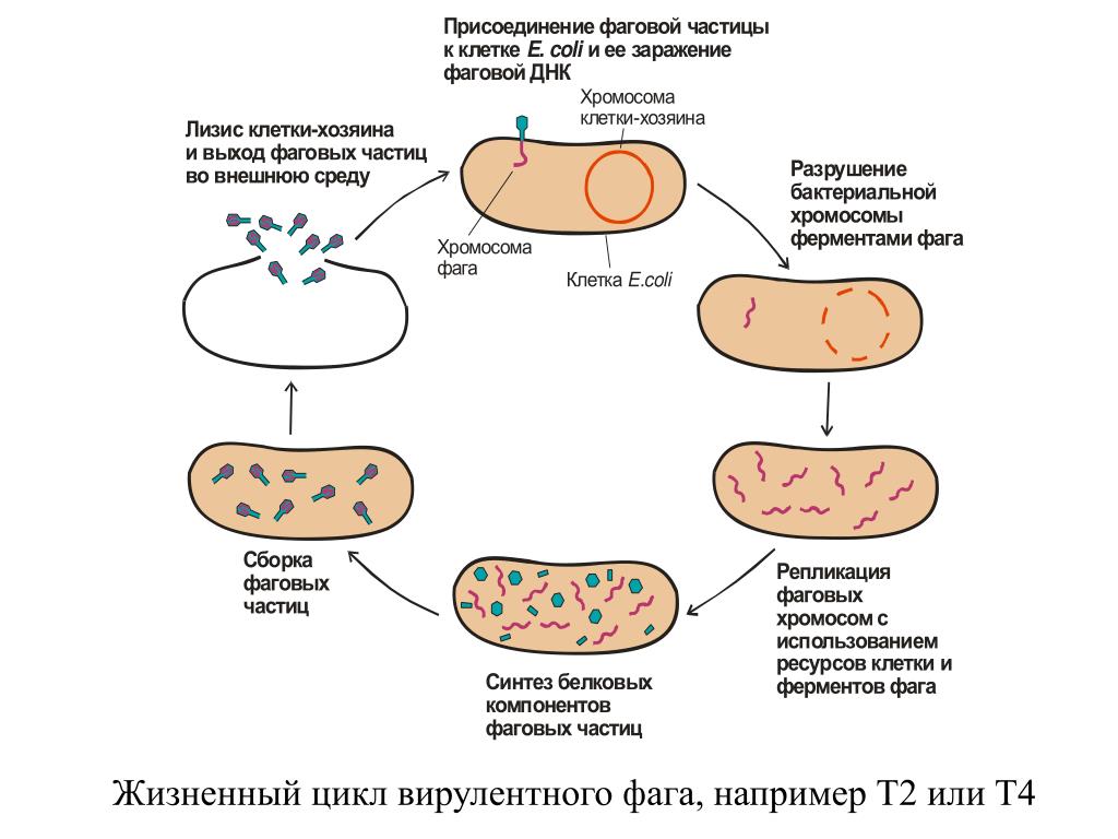Размножение клетки жизненный цикл. Жизненный цикл бактериофага схема. Жизненный цикл вирулентного бактериофага. Жизненный цикл бактерий схема. Жизненный цикл вируса бактериофага.