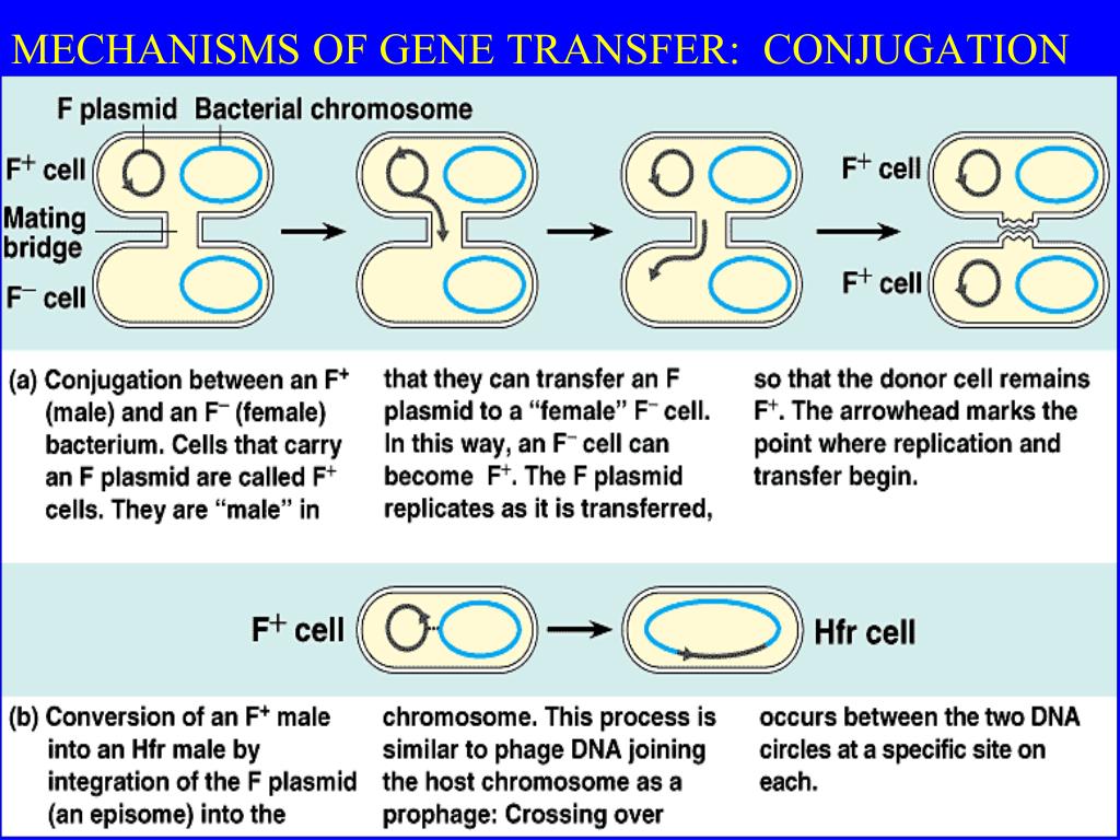 Mechanisms of gene transfer: conjugation.