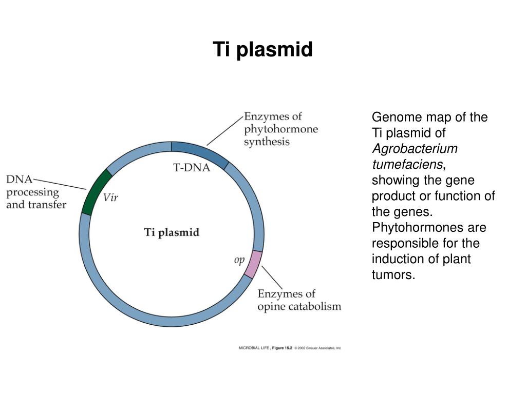 Плазмида определение. Ti плазмиды. Структура ti и RI плазмид. Структура ti плазмиды. Плазмиды агробактерий.