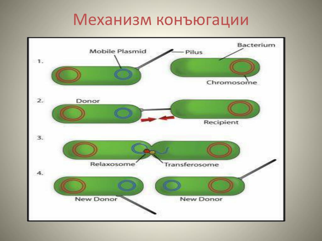 Процесс происходящий у бактерий. Механизм конъюгации у бактерий. Механизм конъюгации микробиология. Конъюгация бактерий HFR. Процесс конъюгации у бактерий.