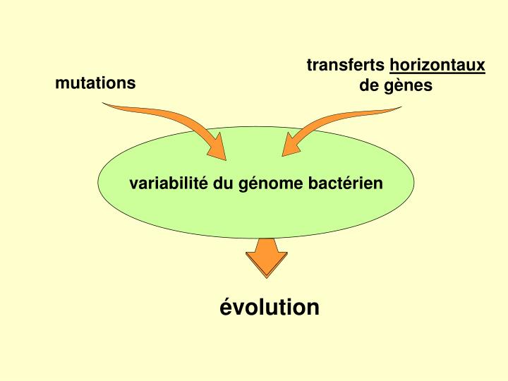 Mutation Sab Multiplicateur PPT - SECTION 4 : PARTIE GENETIQUE MICROBIENNE PowerPoint Presentation ...