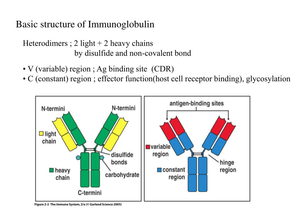 Иммуноглобулин g о чем говорит. Cdr иммуноглобулины это. Antibody structure. Immunoglobulins structure. Antigen and Immunoglobulin Bonds.