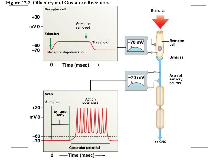 action potential and receptor olfactory receptor action potential and receptor olfactory receptor
