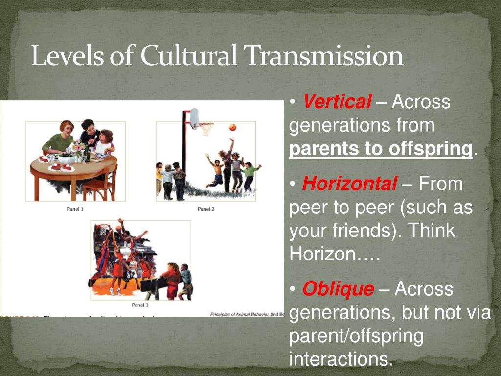 cultural transmission examples