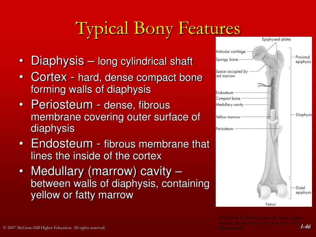 PPT - Chapter 1 Foundations of Structural Kinesiology PowerPoint