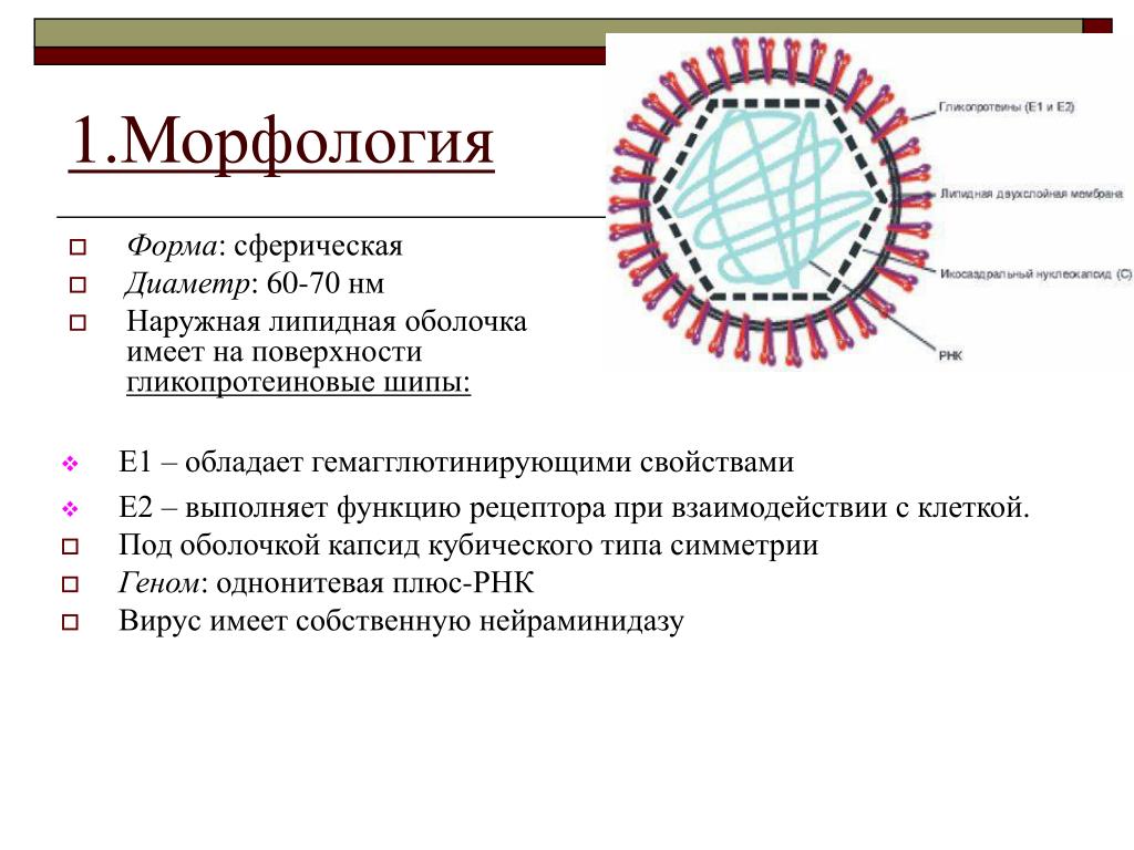 Инфекционная рнк. Вирус краснухи морфология микробиология. Краснуха строение вириона. Вирус краснухи строение вириона. Вирус краснухи микробиология строение.