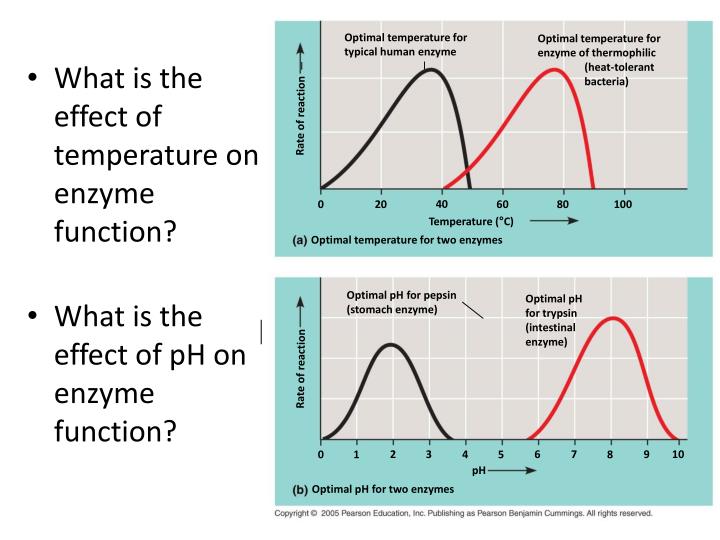 temperature affecting enzyme activity Category: papers title: the effect of temperature on enzyme activity. temperature affecting enzyme activity Category: papers title: the effect of temperature on enzyme activity.