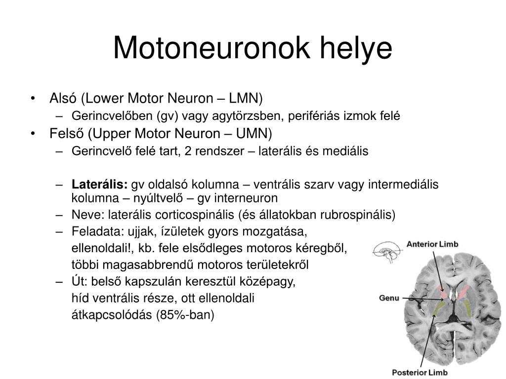 PPT - (N)Agy - bajban PowerPoint Presentation, free download - ID:5745423