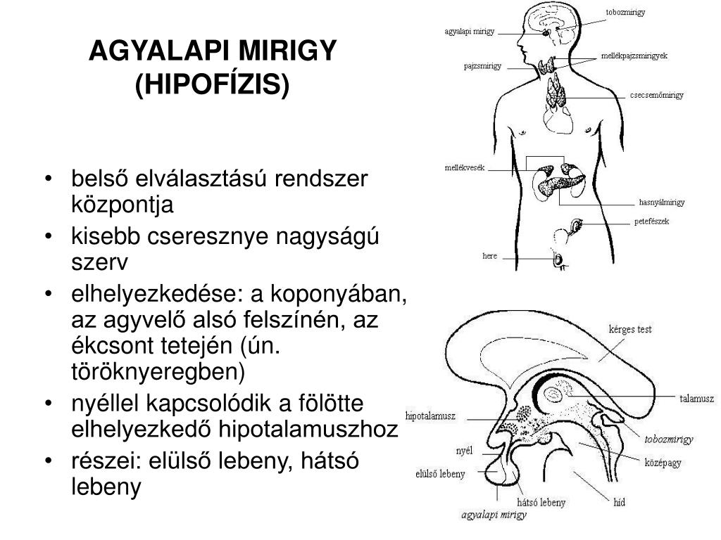 agyalapi