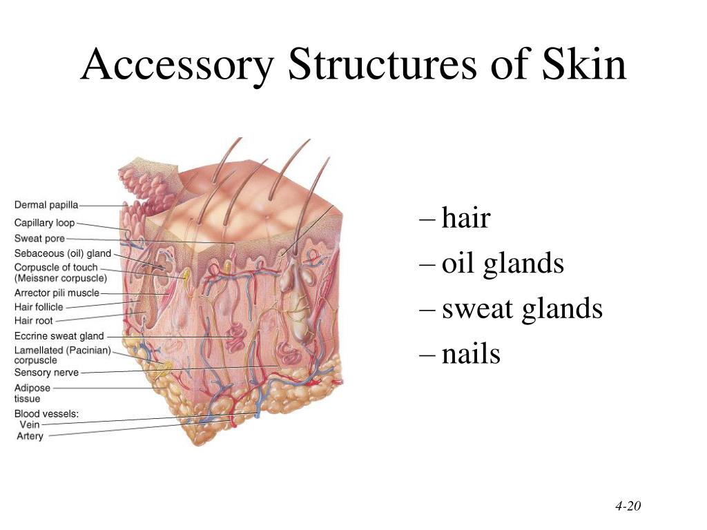 ppt-the-integumentary-system-powerpoint-presentation-free-download