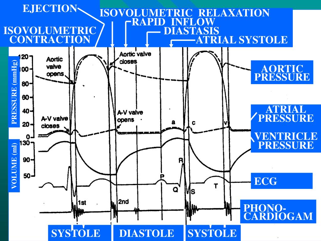 PPT - The cardiac cycle PowerPoint Presentation, free download - ID:5745721