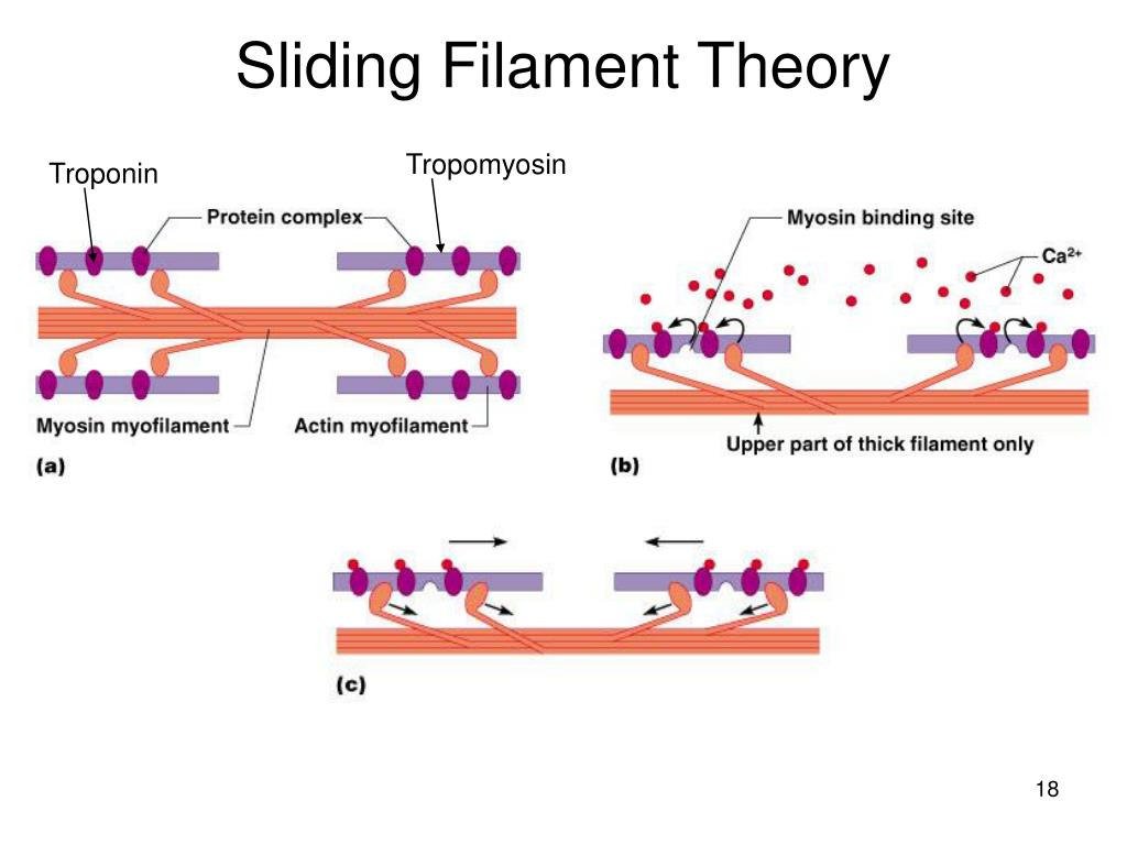 Фонк slide sonoridade. Sliding Filaments Theory of muscle contraction. Sliding Filament Theory. Тропонин i 1500. Mechanism of Sliding muscle.