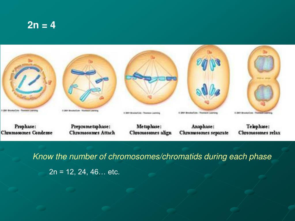 PPT Cell Division Part 1 PowerPoint Presentation Free Download ID 