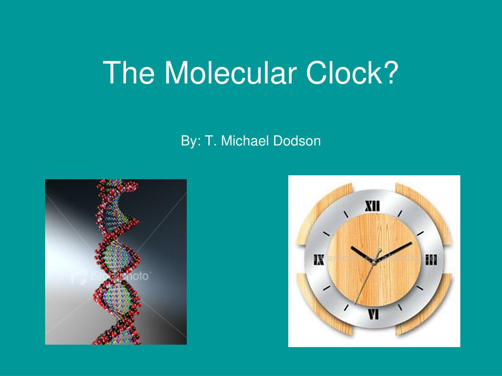 Molecular Clock Hypothesis