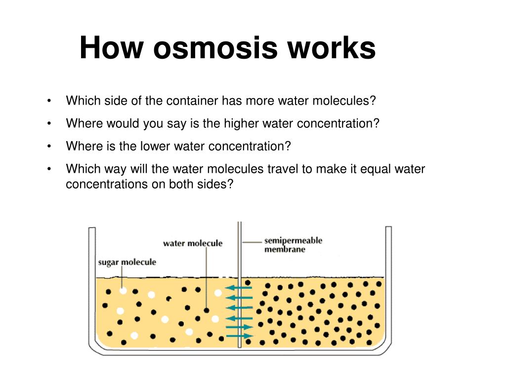 Como funciona la osmosis