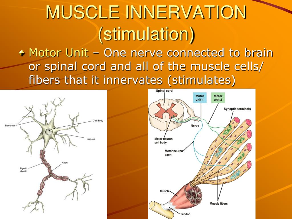 PPT - Muscular System PowerPoint Presentation, free download - ID:5747511
