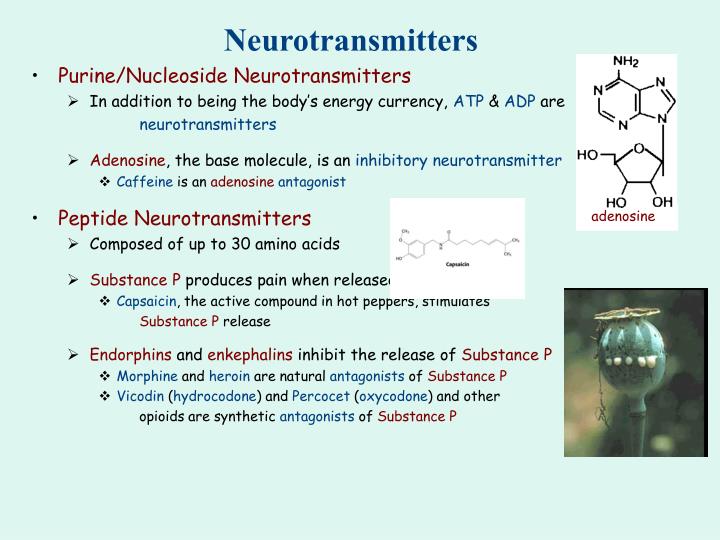 PPT The Synaptic End Bulb PowerPoint Presentation ID5748976