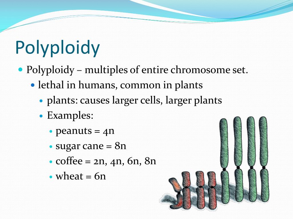 PPT Mutations PowerPoint Presentation, free