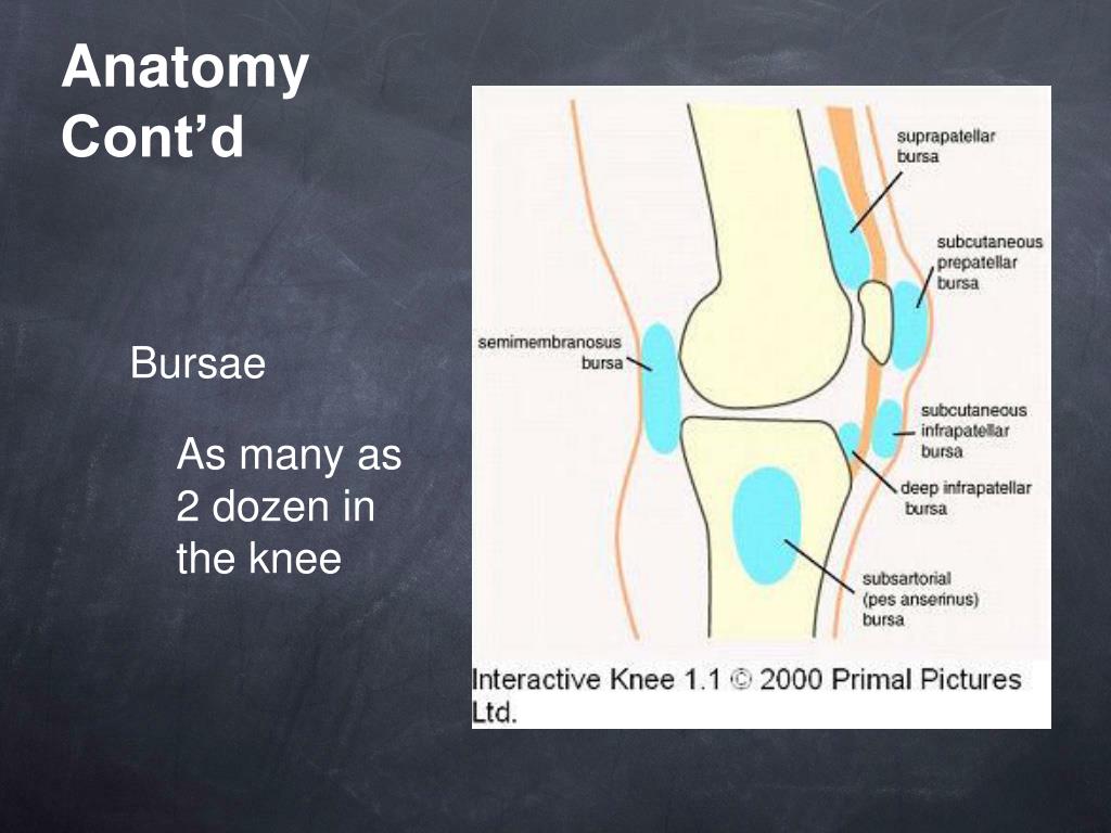 PPT - THE KNEE JOINT PowerPoint Presentation, free download - ID:5749472