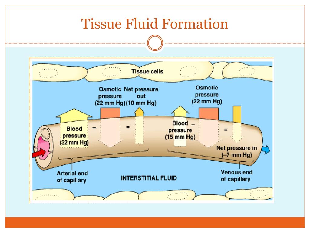 Ppt Importance Of Osmosis And Osmotic Pressure Powerpoint