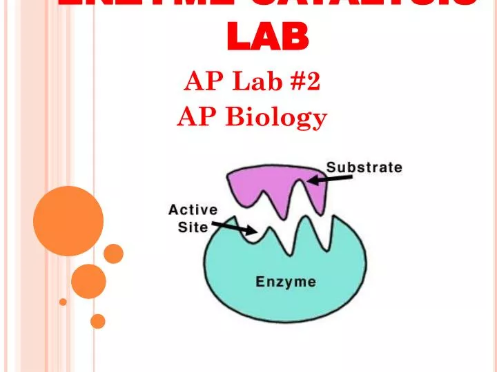 enzyme catalysis lab n.