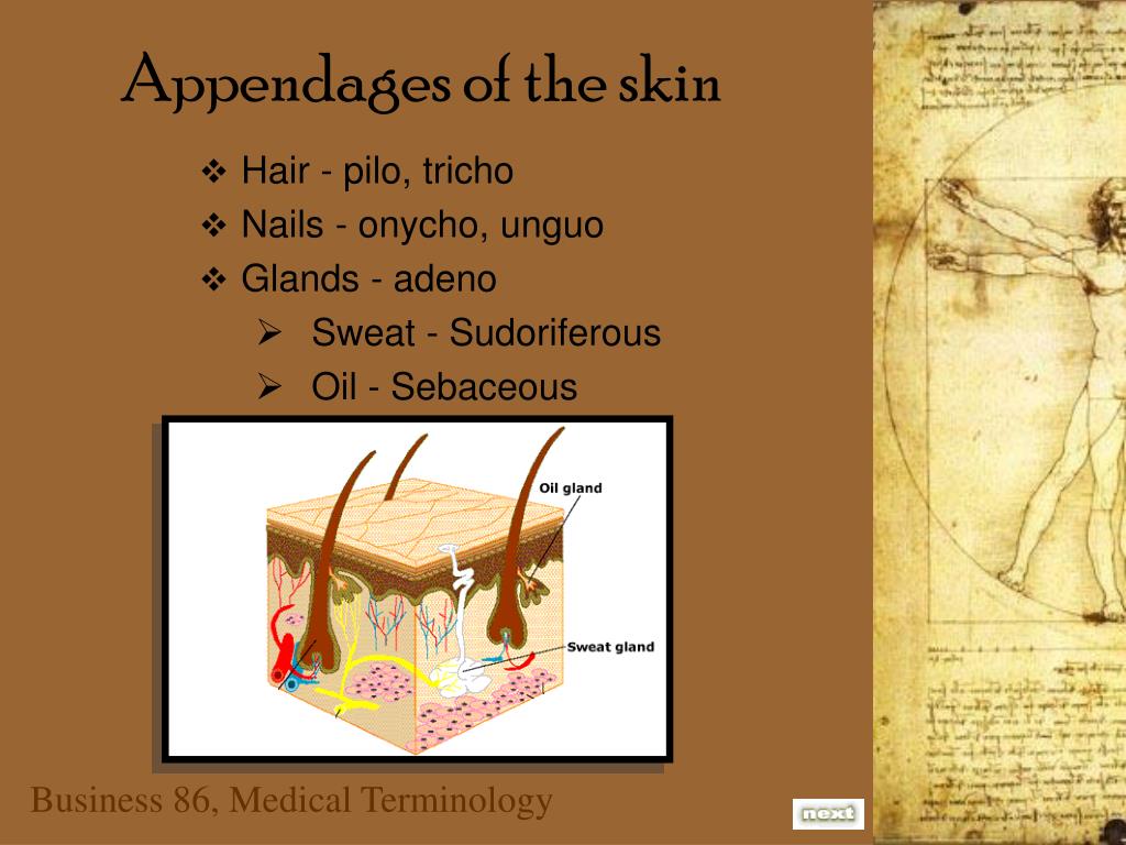 Week 5 Overview PowerPoint Presentation, free download Biology Diagrams