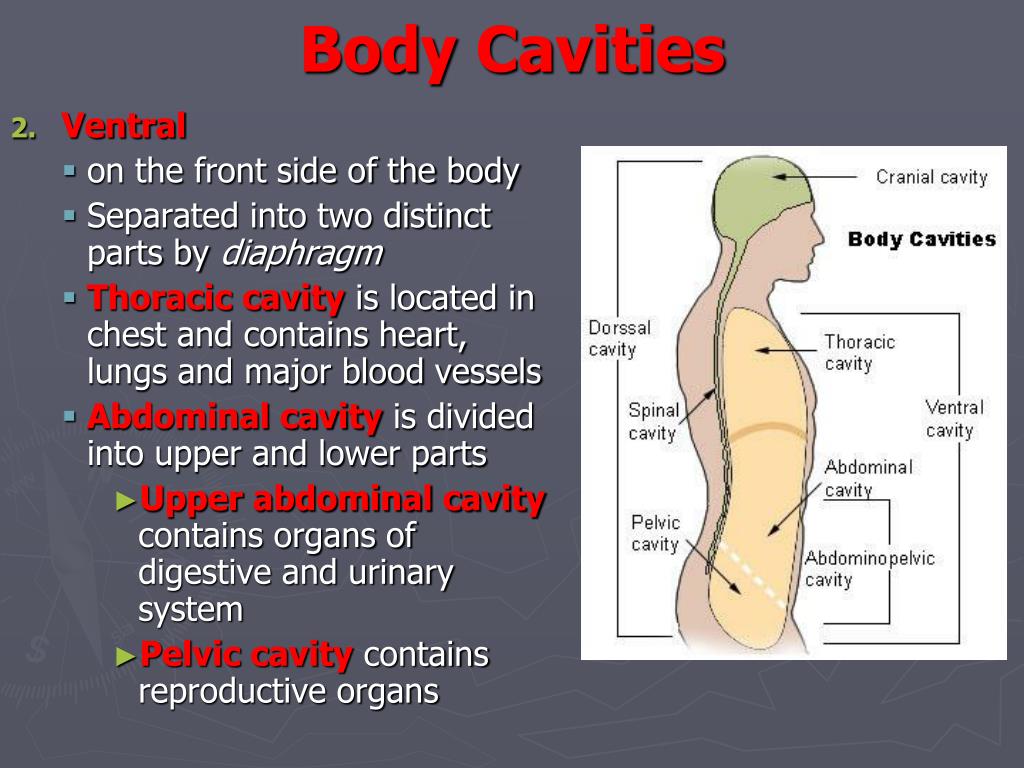 PPT - Body Planes, Directions, and Cavities PowerPoint Presentation