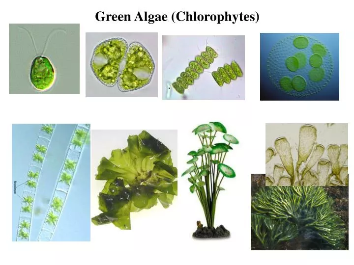 green-algae-in-water-powerpoint-template-green-algae-in-water