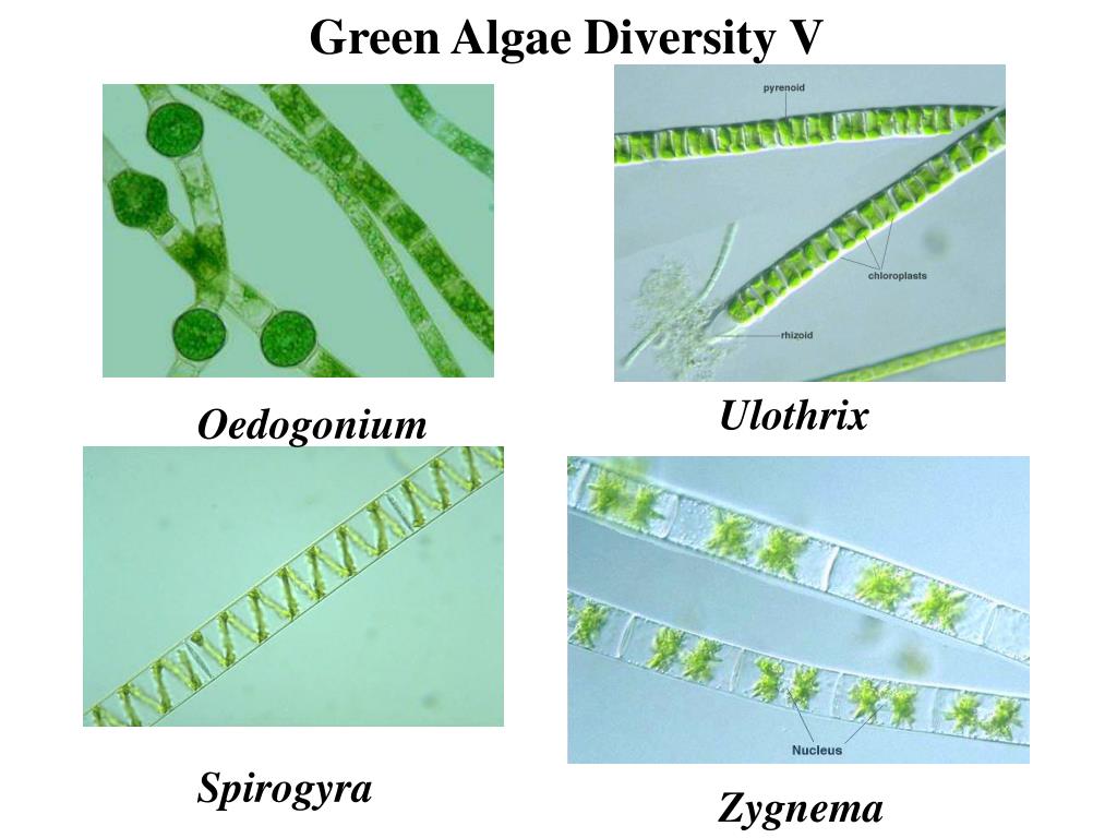 Улотрикс и спирогира. Oedogonium жизненный цикл. Улотрикс водоросль. Многоклеточные зеленые водоросли улотрикс.