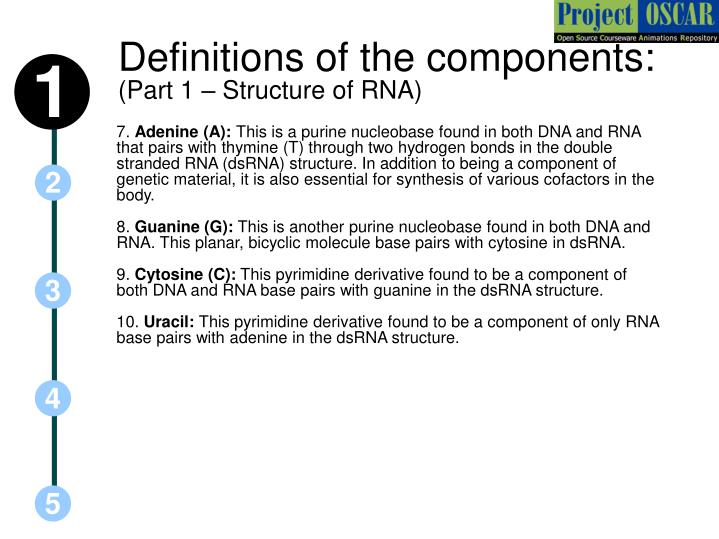 the components and functions of the rna and dna Internet-based tools for teaching transcription and translation transcription is the process of making an rna copy of a gene sequence this copy, called a messenger rna (mrna) molecule, leaves the cell nucleus and enters the cytoplasm, where it directs the synthesis of the protein, which it encodes. the components and functions of the rna and dna Internet-based tools for teaching transcription and translation transcription is the process of making an rna copy of a gene sequence this copy, called a messenger rna (mrna) molecule, leaves the cell nucleus and enters the cytoplasm, where it directs the synthesis of the protein, which it encodes.