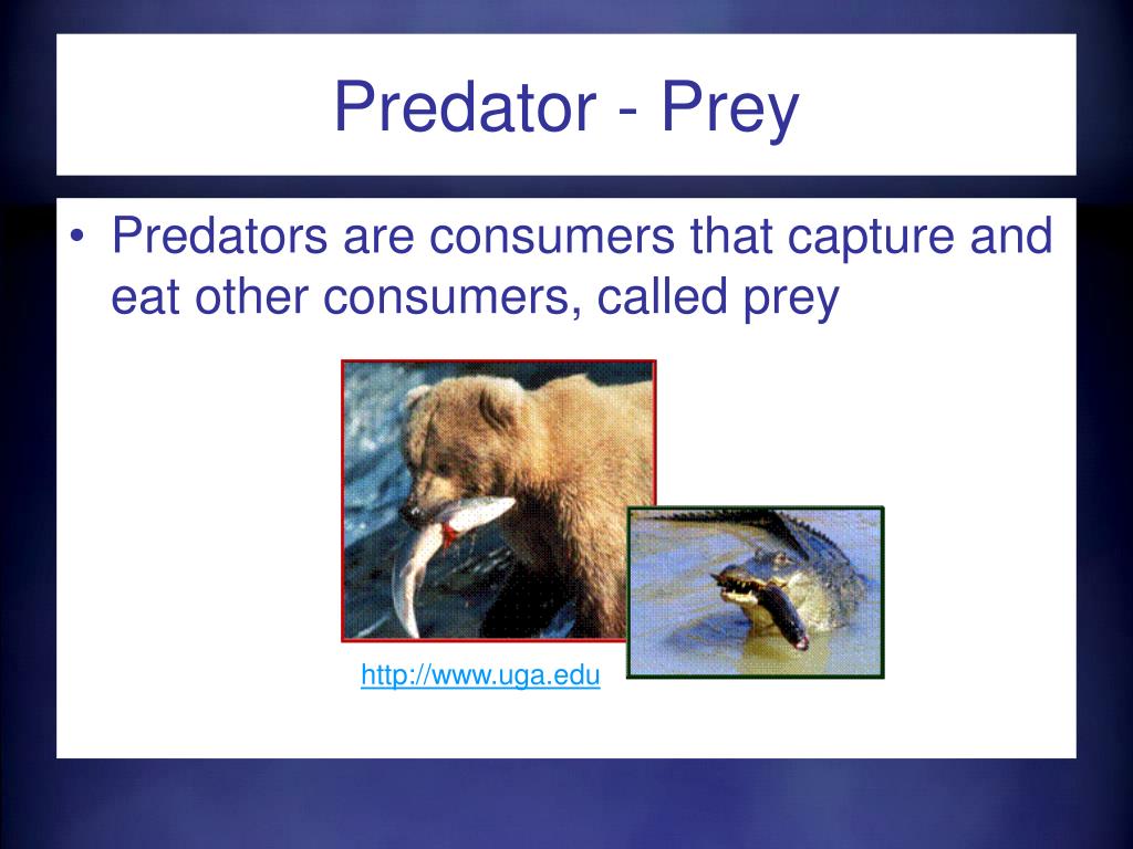Relationships in Ecosystems PowerPoint Presentation, free ... Biology Diagrams