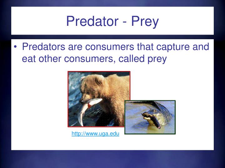 what is the relationship between predator and prey called
