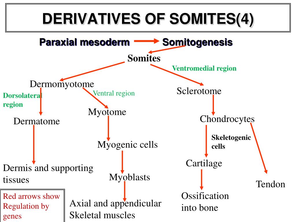 Their derivatives. Somites. Paraxial Mesoderm. Somitogenesis. Histogenesis and organogenesis презентация.